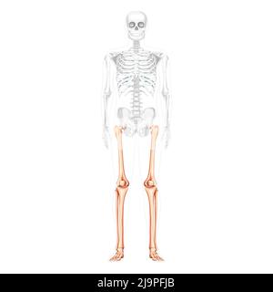 Squelette cuisses et jambes membre inférieur vue avant humaine avec position des os partiellement transparente. Fémur, patella, péroné, pied illustration vectorielle réaliste d'une anatomie isolée sur fond blanc Illustration de Vecteur