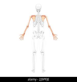 Squelette du membre supérieur bras avec ceinture d'épaule vue du dos humaine avec deux poses de bras avec une position d'os partiellement transparente. Clavicule, scapula, avant-bras concept plat réaliste Illustration vectorielle anatomie Illustration de Vecteur