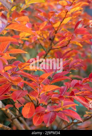 Magnifique feuillage d'automne d'une myrte de crêpe (Lagerstroemia indica) de près Banque D'Images