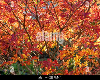 Feuilles d'automne rouge, or et orange sur une myrte de crêpe (Lagerstroemia indica) Banque D'Images