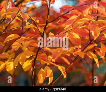 Les feuilles de Lagerstroemia (myrte de crêpe) illuminent les couleurs vives de l'automne Banque D'Images