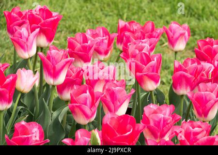 Printemps, tulipes en lit de fleurs, jardin, Violet, fleurs, Blooms Banque D'Images
