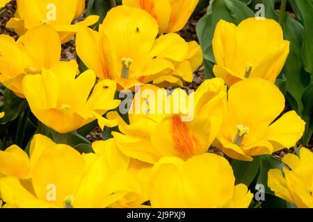 Jaune, tulipes, pétales, en fleur, Tulipa 'Kikomachi', Printemps, Blooms, tulipe Banque D'Images