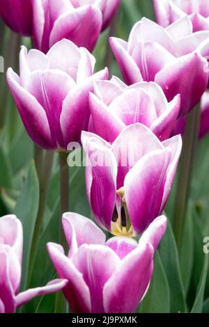 Violet blanc, tulipes, Triumph, Tulipa 'Armée du Salut', blanc violet, Nice, jardin, Blooms, floraison Banque D'Images