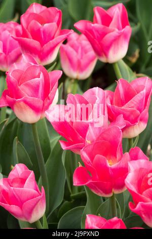 Tulipa 'Synasty', Printemps, Tulips, dans, jardin, Lit de fleurs, tulipes blanches roses Banque D'Images