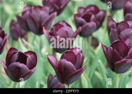 Profond, foncé, noir-violet, Triumph, tulipe, Tulipa 'Paul Scherer', tulipes, fleurs, couleurs Banque D'Images