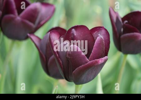 Deep, Dark, Purple, Triumph Tulip, Tulip 'Paul Scherer', Tulipes, fleurs, couleurs Banque D'Images