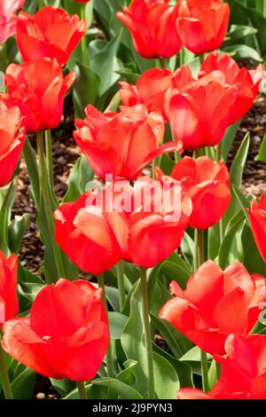 Tulipes rouges dans le jardin de printemps, lit de fleurs, fleurs Tulipa 'Red impression' Banque D'Images