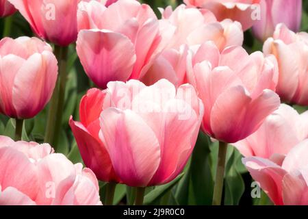 Tulipa 'Salmon impression', Rose, Tulips, tulipe, Blooms, Hybride Darwin Banque D'Images