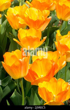 Tulipa 'Daydream', jaune, printemps, tulipes Banque D'Images