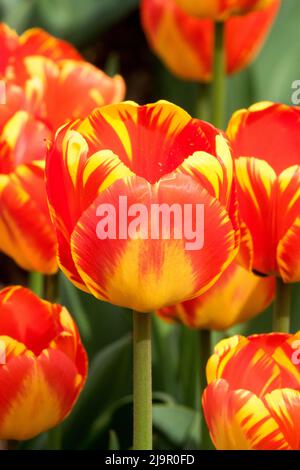 Tulipe, 'Banja Luka', fleur, jardin, Tulipa, Floraison, tulipes, printemps, plante bulbeuse, fleurs rouge jaune flamme Banque D'Images
