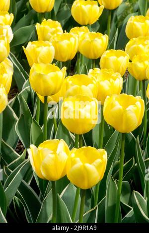 Jaune pâle, Tulipa, 'cocktail de crème', Nice, Tulips, Fleurs au printemps, Garden Darwin Hybrid Banque D'Images