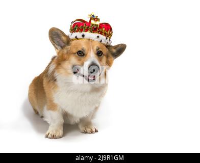 portrait isolé d'un chiot de corgi mignon dans un tiara rouge royal d'or décoré de pierres précieuses sur un fond blanc assis et souriant Banque D'Images