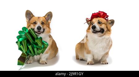 Deux cadeaux pour les vacances de chiens mignons chiots corgi gallois avec un cadeau attaché arcs brillants sur un fond blanc assis et souriant Banque D'Images