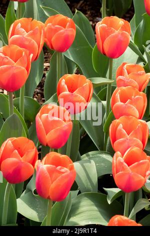 Tulipa 'ad rem', Tulips, fleurs, jardin, lit, Fleur, Printemps, Blooms Banque D'Images