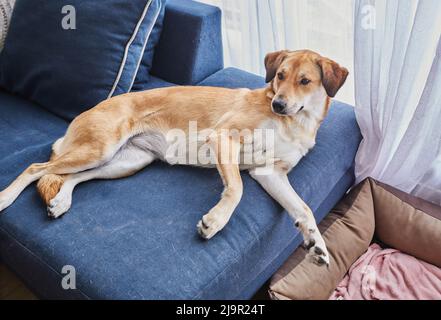 Un chien rouge mignon avec de grandes oreilles est allongé sur le canapé, au lieu de sa place sur le lit de chien. Banque D'Images