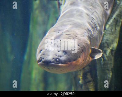 Anguille électrique également connue sous le nom de poisson electricus d'Electrophorus dans l'aquarium de poissons Banque D'Images