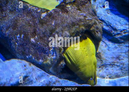 Le géant Moray Eel est caché sous l'eau Banque D'Images