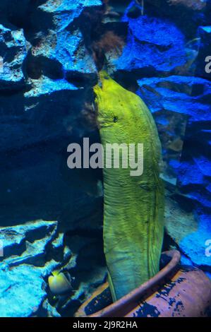 Le géant Moray Eel est caché sous l'eau Banque D'Images