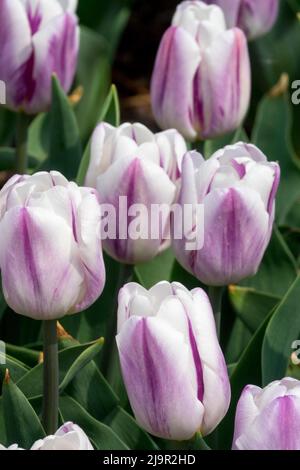 Tulipa 'Flaming Flag' tulipes rose-blanc fleurs Banque D'Images