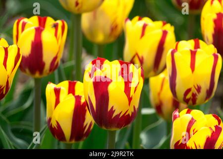 Tulipes 'Helmar', tulipe rouge jaune Tulipa Banque D'Images