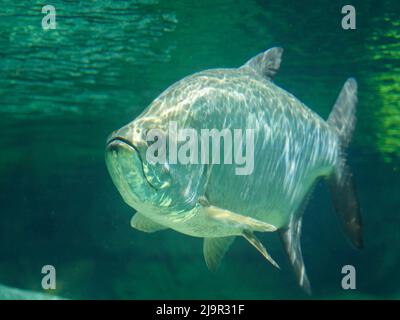 Poisson tarpon de l'Atlantique également connu sous le nom de roi d'argent, nageant dans aquarium de réservoir de poissons. C'est un poisson à raies qui habite les eaux côtières, estuaires, l Banque D'Images