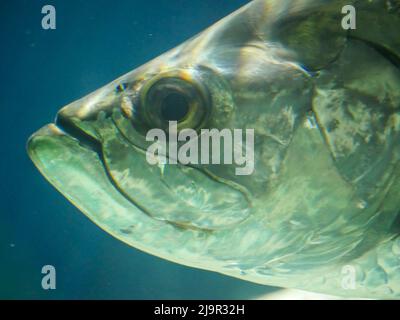 Poisson tarpon de l'Atlantique également connu sous le nom de roi d'argent, nageant dans aquarium de réservoir de poissons. C'est un poisson à raies qui habite les eaux côtières, estuaires, l Banque D'Images