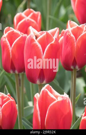 Tulipe 'Princess Victoria' pétales gros plan, rouge blanc fin, tulipes de beauté Banque D'Images