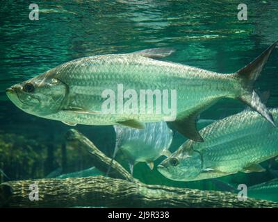 Poisson tarpon de l'Atlantique également connu sous le nom de roi d'argent, nageant dans aquarium de réservoir de poissons. C'est un poisson à raies qui habite les eaux côtières, estuaires, l Banque D'Images