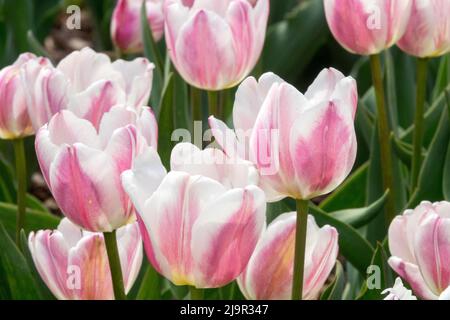 Tulipes 'beau monde' Tulipa Banque D'Images