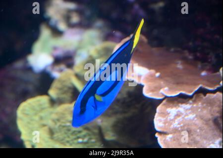 Le poisson-tang bleu, également connu sous le nom de Paracanthurus hepatus, est une espèce de poisson-surgéonfish indo-Pacifique, nageant dans un aquarium de poissons-réservoirs Banque D'Images