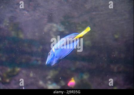 Le poisson-tang bleu, également connu sous le nom de Paracanthurus hepatus, est une espèce de poisson-surgéonfish indo-Pacifique, nageant dans un aquarium de poissons-réservoirs Banque D'Images