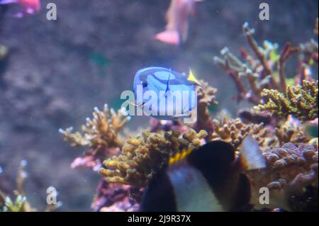 Le poisson-tang bleu, également connu sous le nom de Paracanthurus hepatus, est une espèce de poisson-surgéonfish indo-Pacifique, nageant dans un aquarium de poissons-réservoirs Banque D'Images