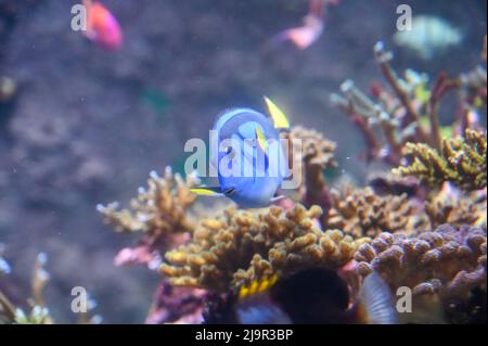 Le poisson-tang bleu, également connu sous le nom de Paracanthurus hepatus, est une espèce de poisson-surgéonfish indo-Pacifique, nageant dans un aquarium de poissons-réservoirs Banque D'Images