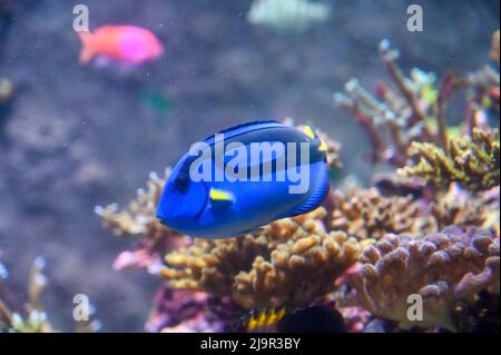 Le poisson-tang bleu, également connu sous le nom de Paracanthurus hepatus, est une espèce de poisson-surgéonfish indo-Pacifique, nageant dans un aquarium de poissons-réservoirs Banque D'Images