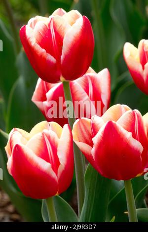 Tulipes blanches rouges « Leen van der Mark », tulipe Tulipa Banque D'Images