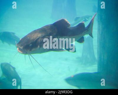 Big Catfish nageant dans aquarium de réservoir de poisson Banque D'Images