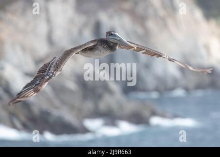 Un pélican brun (Pelecanus occidentalis) en vol au parc national de point Lobos, au-dessus de la baie de Monterey, en Californie. Banque D'Images