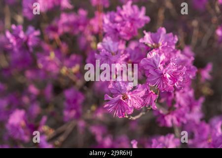 Gros plan sur les fleurs de Rhododendron dauricum. Noms populaires romarin, maral. Russie. Vladivostok Banque D'Images