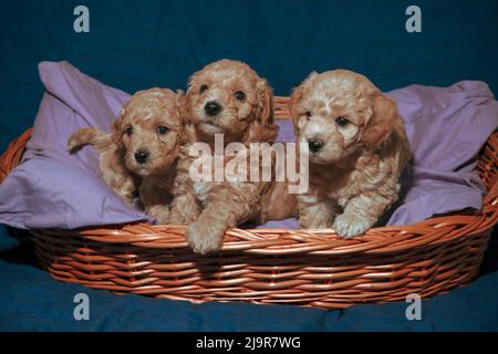 Chiots Poochon de cinq semaines (mélange Poodle & Bichon) posant dans un panier Banque D'Images