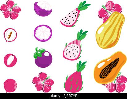 Un ensemble de fruits exotiques, de litchi peint à la main, de mangoustan, de papaye et de pitaya dans un style plat. Fruits entiers, moitiés et petits morceaux. Hibiscus flo brillant Illustration de Vecteur