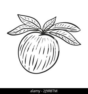 Pêche sur branche avec feuillage dessin main gravure vecteur Illustration de Vecteur