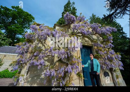 Kelso, Royaume-Uni. 24th mai 2022. Floors Castle Gardens, Kelso, frontières écossaises. Joan Milner prend quelques instants de sa journée dans les jardins du château d'Floors près de Kelso, dans les frontières écossaises, pour observer les magnifiques fleurs de la wisteria à la maison d'été de la reine Victoria. Lors de sa visite aux étages en 1867, la reine Victoria a pris le thé dans la petite maison d'été Picture Credit: phil wilkinson/Alamy Live News Banque D'Images