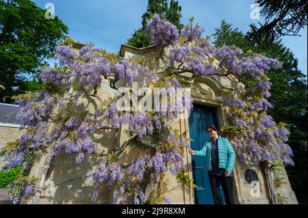 Kelso, Royaume-Uni. 24th mai 2022. Floors Castle Gardens, Kelso, frontières écossaises. Joan Milner prend quelques instants de sa journée dans les jardins du château d'Floors près de Kelso, dans les frontières écossaises, pour observer les magnifiques fleurs de la wisteria à la maison d'été de la reine Victoria. Lors de sa visite aux étages en 1867, la reine Victoria a pris le thé dans la petite maison d'été Picture Credit: phil wilkinson/Alamy Live News Banque D'Images