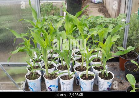 Variété de semis de maïs sucré Earliking F1 planté dans des pots de yogourt en plastique recyclé dans une serre en Angleterre, au Royaume-Uni Banque D'Images