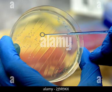 23 mai 2022, Saxe, Leipzig: Dans le laboratoire de génie génétique de l'Institut de chimie analytique de l'Université de Leipzig, Christian Sonnendecker se prépare à cultiver des bactéries sur des plaques de gélose sous le banc stérile pour un test de dégradation de plastique PET. Pour le plastique léger, qui est utilisé pour l'emballage alimentaire et les bouteilles de boisson, entre autres choses, les scientifiques ont découvert une enzyme très efficace sur les tas de compost qui dégrade le plastique PET en un temps record. L'enzyme PHL7 pourrait rendre le recyclage biologique de PET, qui a été problématique à ce jour, possible beaucoup plus rapidement Banque D'Images