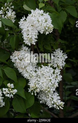 Lilas commun Syringa vulgaris L. 'Liliana' avec fleurs blanches, famille des Oleaceae. Banque D'Images