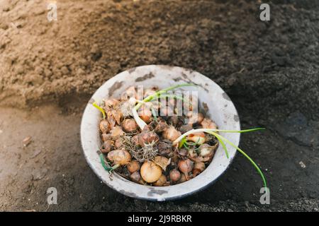 Les jeunes oignons verts germés sont préparés pour la plantation dans le sol. Petites bulbes d'oignons dans un bol en fer sur le sol Banque D'Images