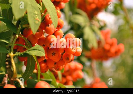 Un bouquet de baies de rowan orange mûres illuminées par la lumière du soleil sur un fond de feuilles vertes Banque D'Images