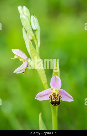 Ophrys apifera, connue en Europe sous le nom d'orchidée abeille, est une plante herbacée vivace de la famille des Orchidaceae. Banque D'Images